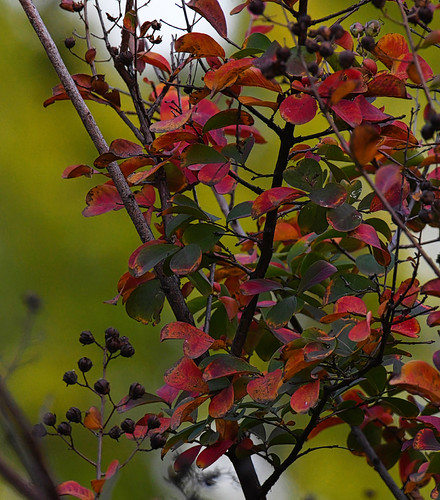 Fall | by n8308y