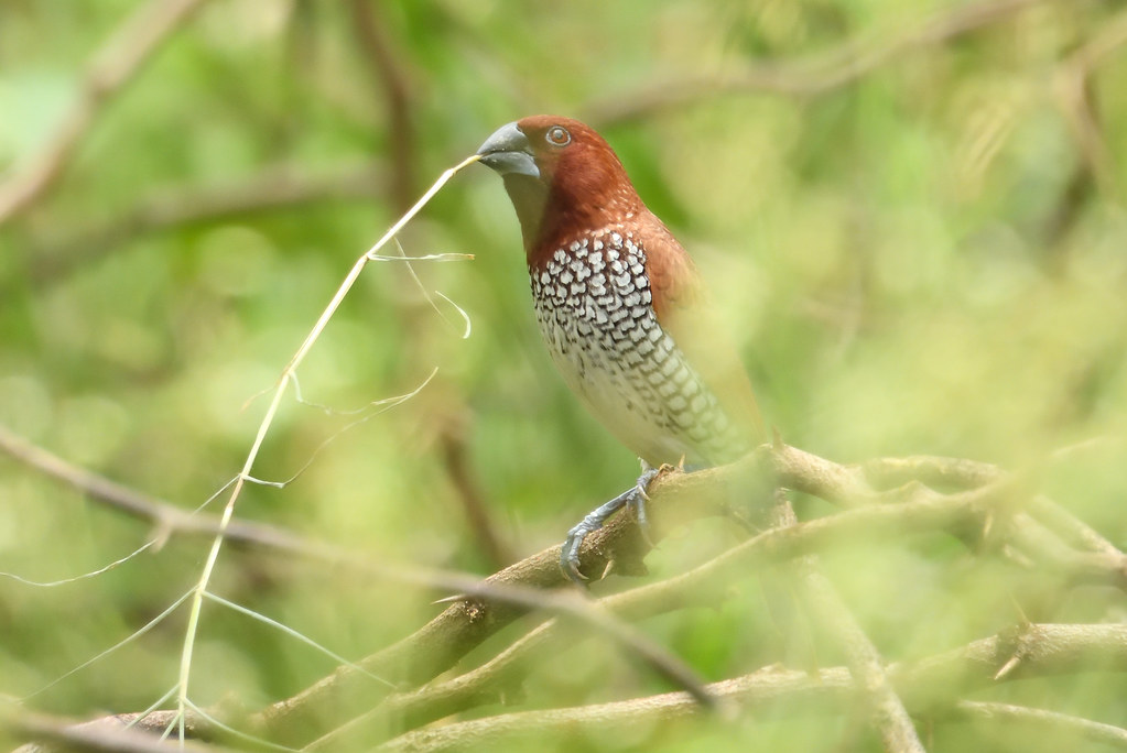 scaly-breasted munia with nesting material