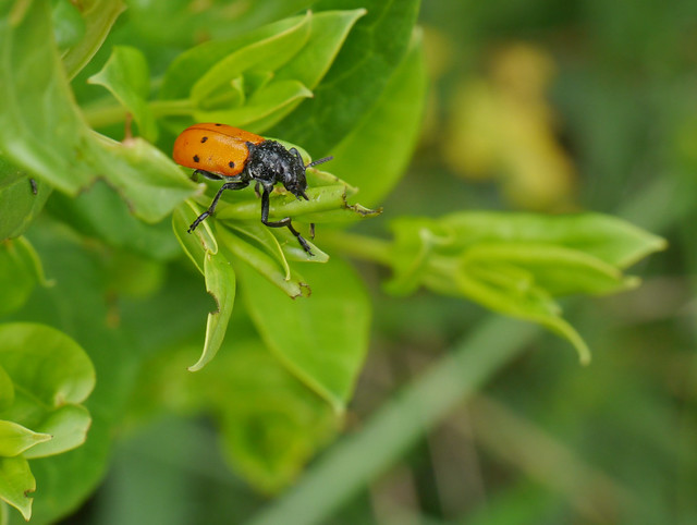 Oil beetle (Mylabris sp.), Les Cases Noves de Cal Pardo