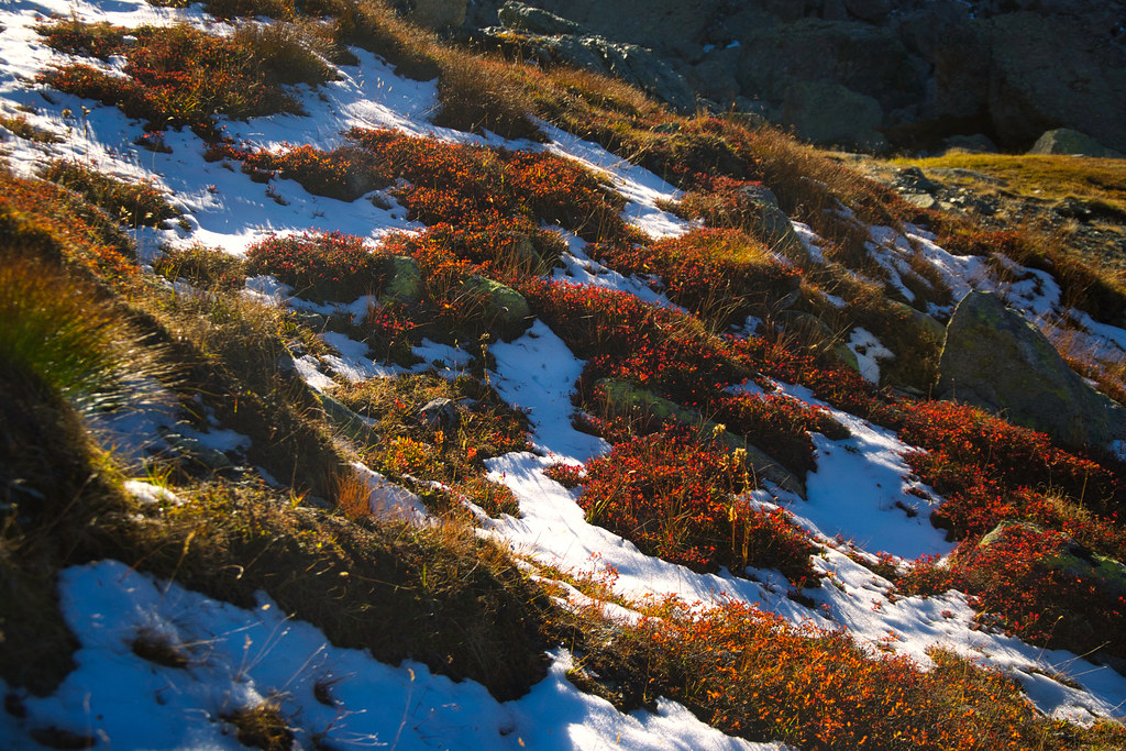 Snow and autumn colors on 2400 meters altitude