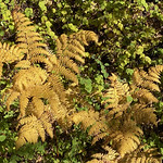 Bracken fern Along Forest Road 487 above Workman Creek Falls.