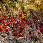 Even the poison ivy is beautiful in fall &lt;i&gt;Toxicodendron rydbergii.&lt;/i&gt;  Leaves of three, let it be!

Along Workman Creek / Forest Road 487.

Creekside areas in the Sierra Ancha are loaded with poison ivy and the plants frequently encroach on trails. Hikers: No shorts and keep a sharp eye!