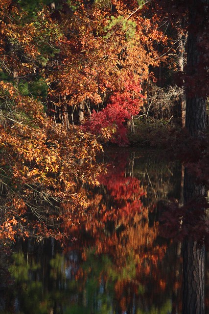 NC - Asheboro - Fall Colors and Reflections at Lake Lucas City Park