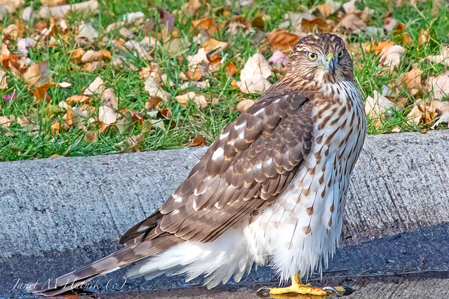 Neighborhood Cooper's hawk