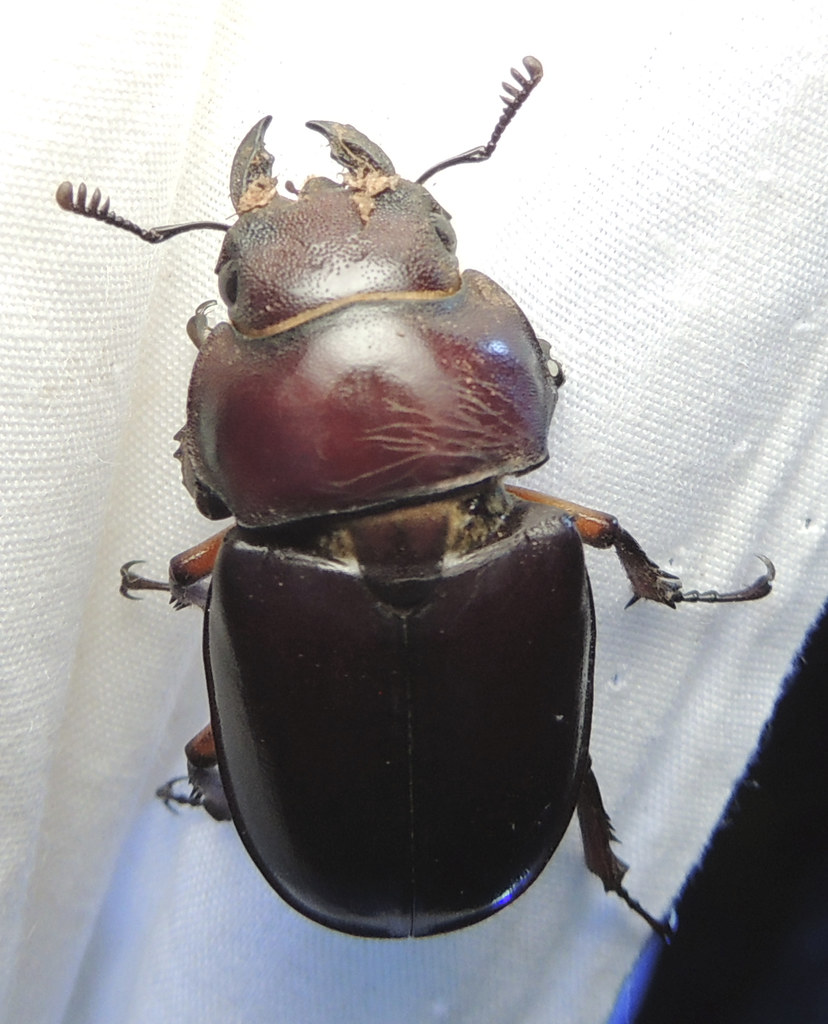Reddish-brown stag beetle