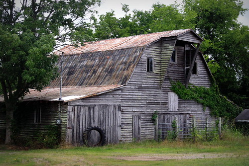 Rockvale Barn Along Rockvale Rd. (Old TN99).

About once a year as I drive the back roads, I fall in love with a barn.  This has a little of everything - moss, vines, a roof rusting in different colors, and a tractor tire.