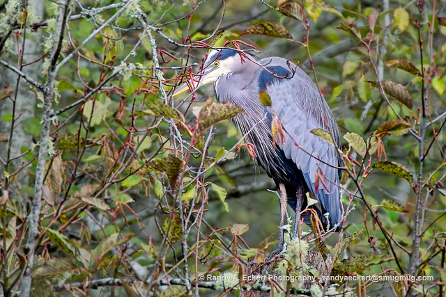 Blue Heron.  Goldstream Park BC