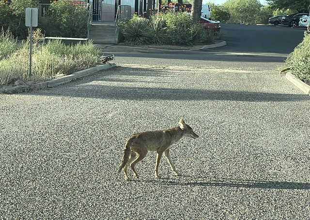 Parking Lot Coyote