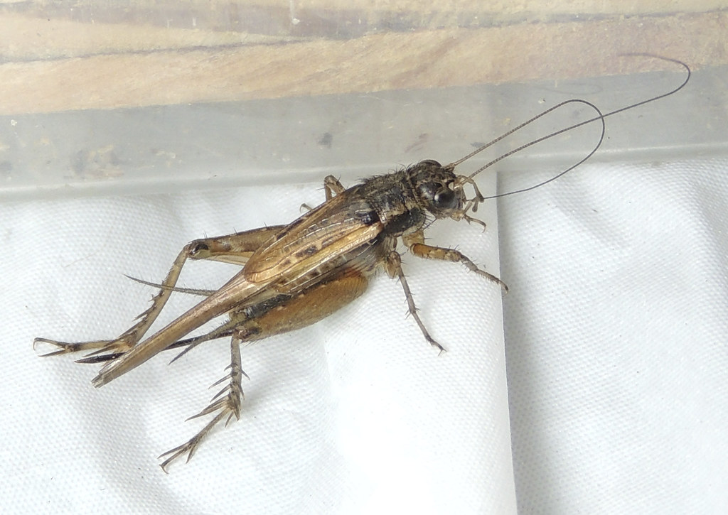 Female cricket