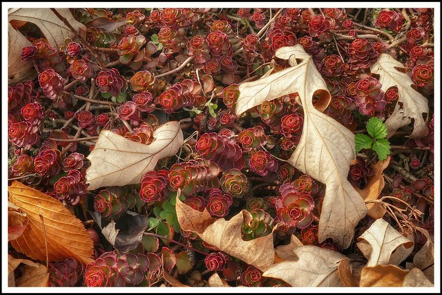 Sedum and Fallen Leaves