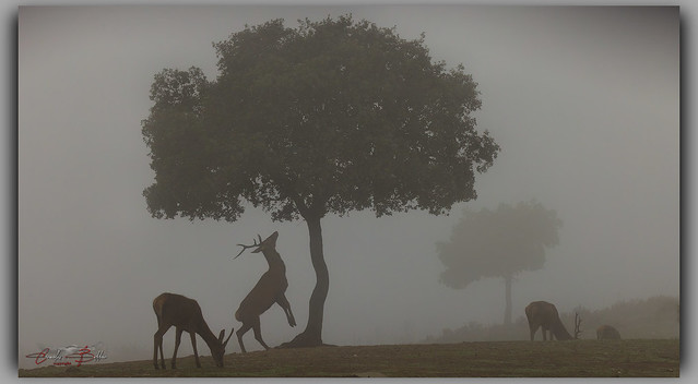 Red Deer in the mist .....