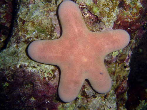 Starfish (Choriaster granulatus) by David Burdick, 2018.  NOAA Photo Library (<a href="https://photolib.noaa.gov/Collections/Coral-Kingdom/Other/emodule/752/eitem/31858" rel="noreferrer nofollow">photolib.noaa.gov/Collections/Coral-Kingdom/Other/emodule...</a>)