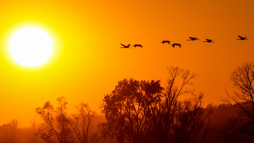 Sandhill cranes over the marsh and into the sun. by Earth Heritage Designs, NO305738mgoldensunsets sunsets sunset yellowsunset uihleinwaterfowlproductionarea winnebagocountywis