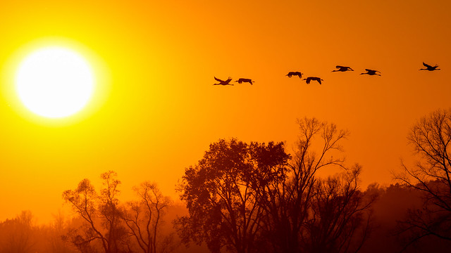 Sandhill cranes over the marsh and into the sun.