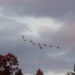 More Sandhill Cranes 
