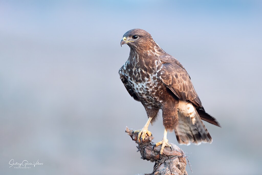 Busardo Ratonero Busardo ratonero / Common Buzzard (Buteo buteo) | Santiago GV | Flickr