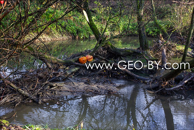 Halloween on the Loszyca River in Minsk. Two pumpkins in the swamps