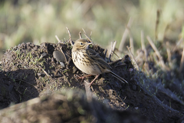 Dundalk Meadow Pipit
