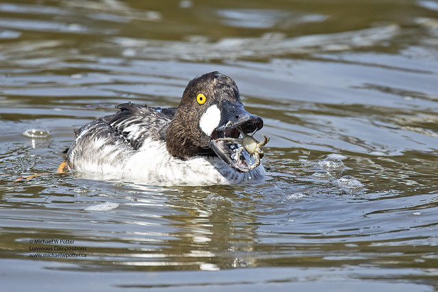 Common Goldeneye male with crab