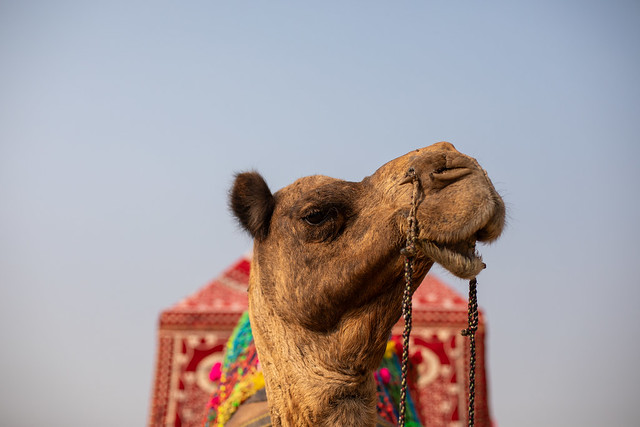 Pushkar Camel Festival 2023