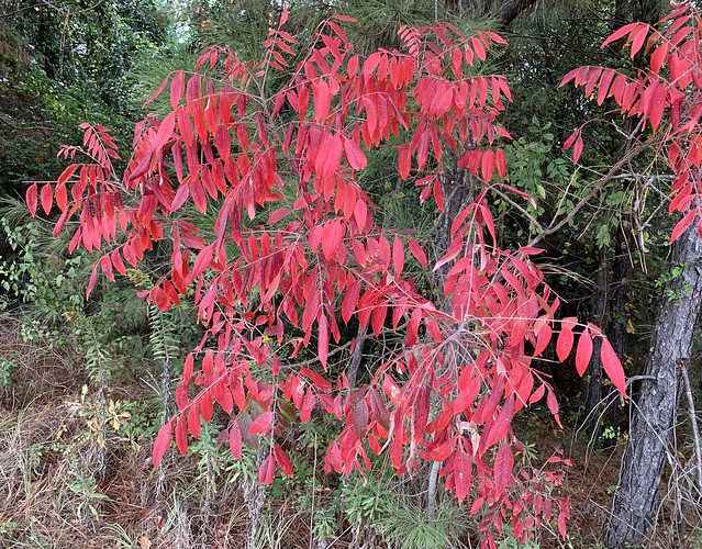 Vivid red leaves on a bush in nearby woods