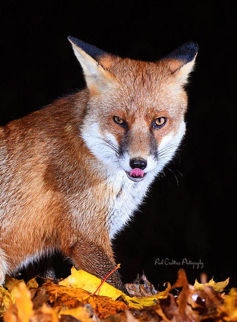 Night time Fox