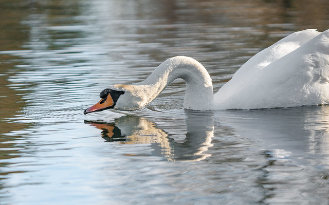 The Mute Swan Dad