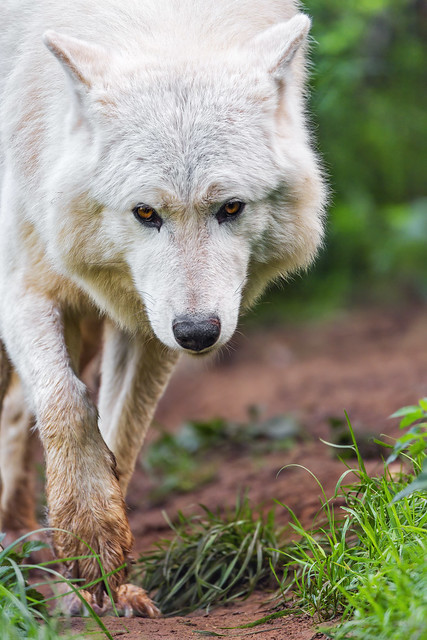 Arctic wolf approaching