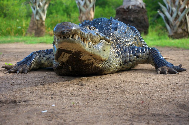 Aligator on Huatulco Mx