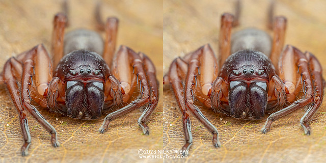 Huntsman spider (Thelcticopis sp.) - PB110985-stereo