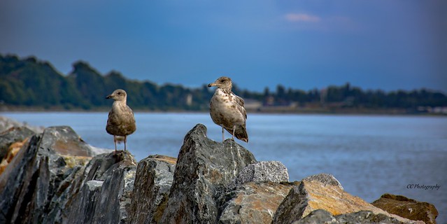Juvenile Seagulls (Fledglings)