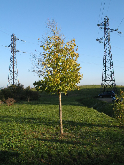 Electric tree