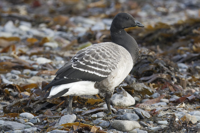 Brent Goose Cooley