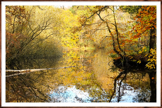 Autumnal Forest Pond Essex