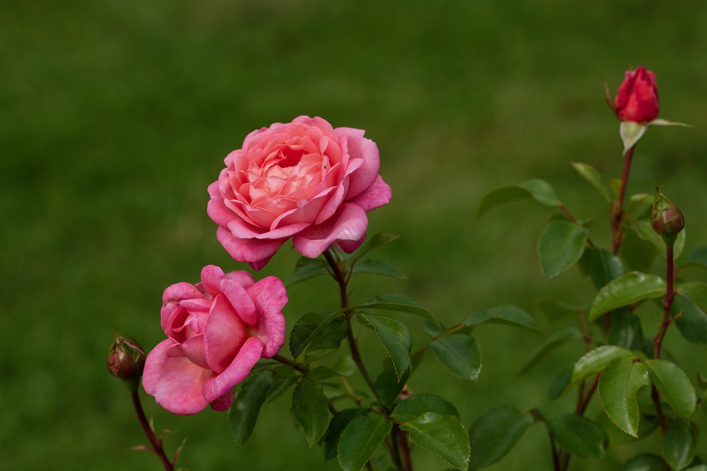 Flickr Rosa 157 Flowers | Rosa Frans Thomas , Floribunda | jean ost | Flickr