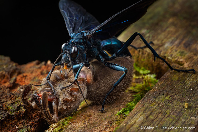 Spider Wasp (Java atropos)
