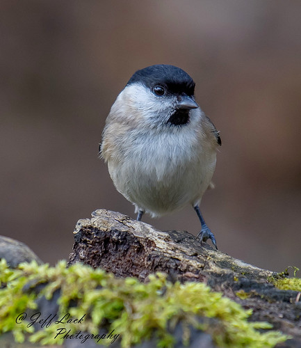 DSC3230  Marsh Tit.. | by Jeff Lack Wildlife&Nature