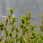 Woolly Witchgrass (Dichanthelium scabriusculum) Hal Scott Preserve, Orange County, FL, November 2023.