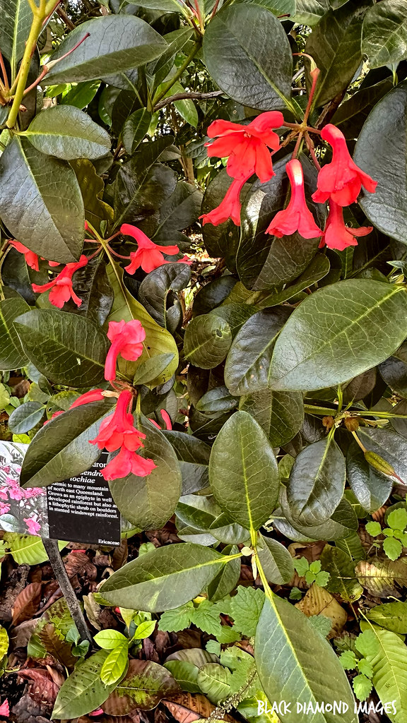 Eastern Native Rhodadendron Rhododendron lochiae - Native Rhododendron | © All Rights Re… | Flickr