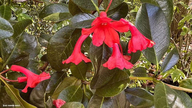 Rhododendron lochiae - Native Rhododendron