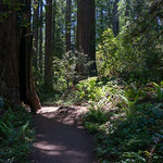 20230702 - Redwood - 1 