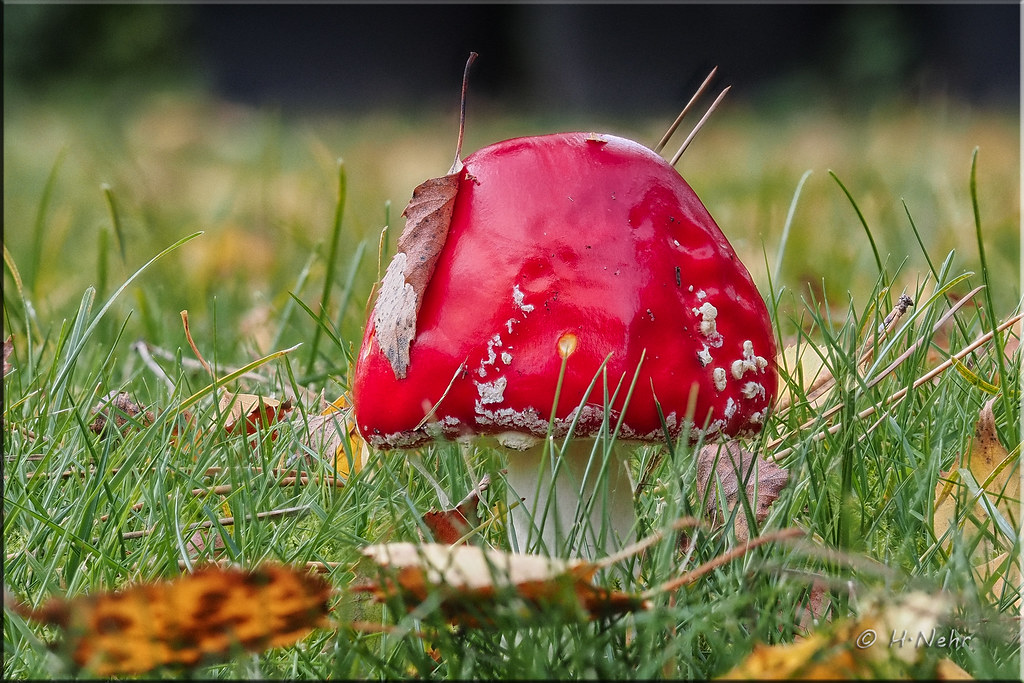2023-11-14 09-17-47 (C,Smoothing4) Fly agaric