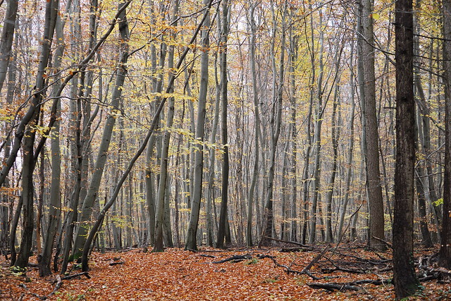 Herbstwald - verwunschen
