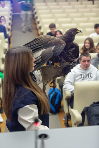 Science Week 2023: session and falconry show (11/14/2023)