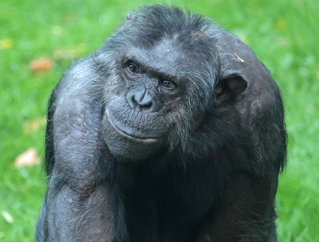 Chimpanzee Antwerpen ED8A4447