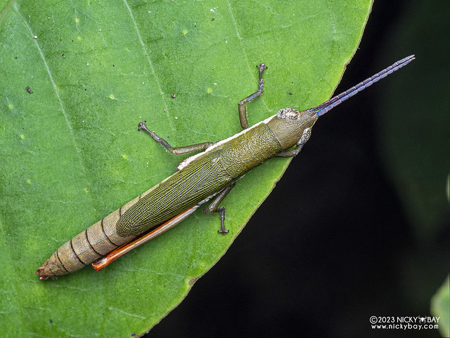 Gaudy grasshopper (Mitricephala milleri) - PB111398