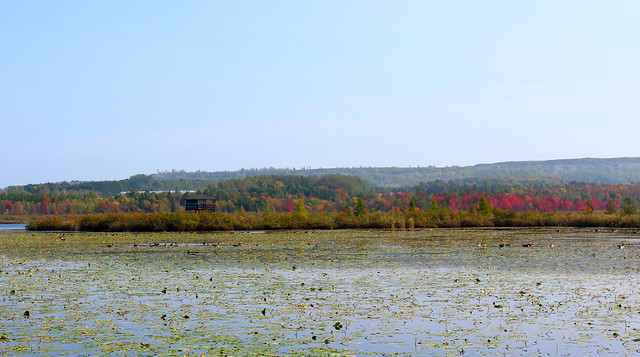 Burbank Pond in Fall