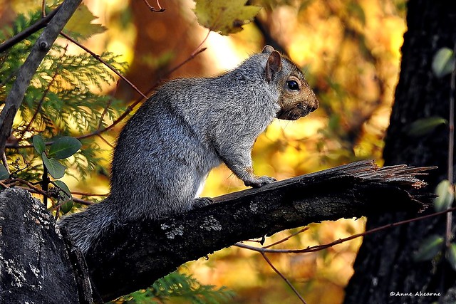 Gray Squirrel in Autumn