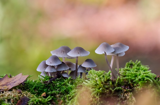 The mushroom family.