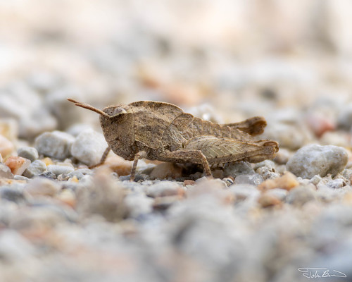 Coral-winged Grasshopper
